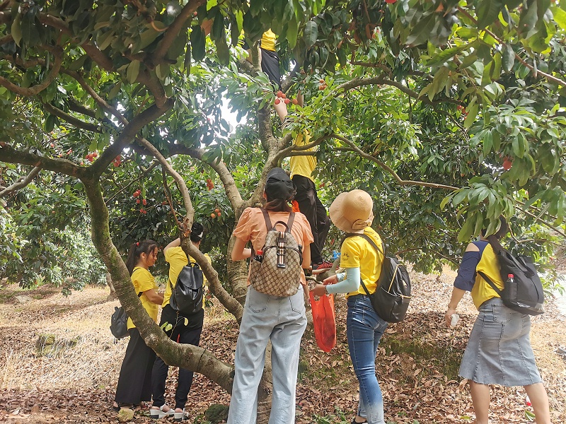 端午福利！尊龙凯时食品组织摘荔枝活动